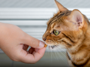 best-cbd-treats-for-cats-with-anxiety