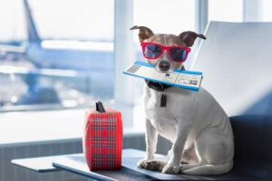 traveling-with-pets-alaska-airlines
